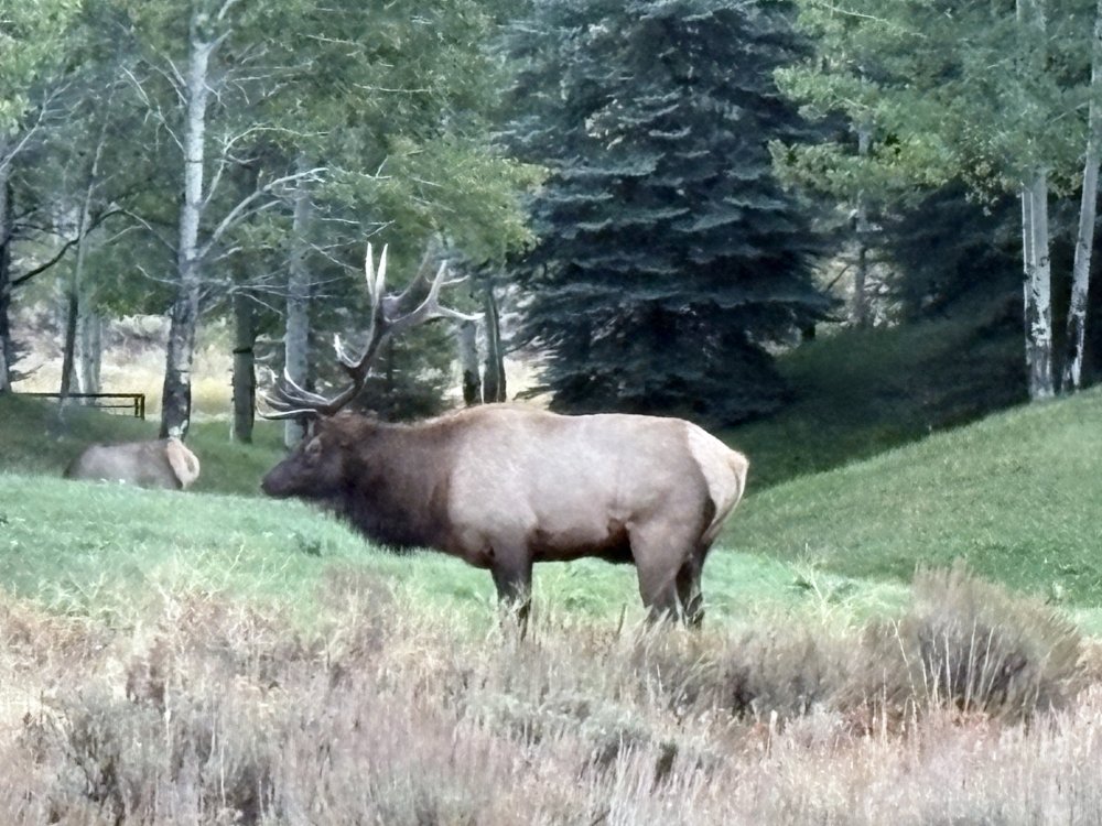 bull season