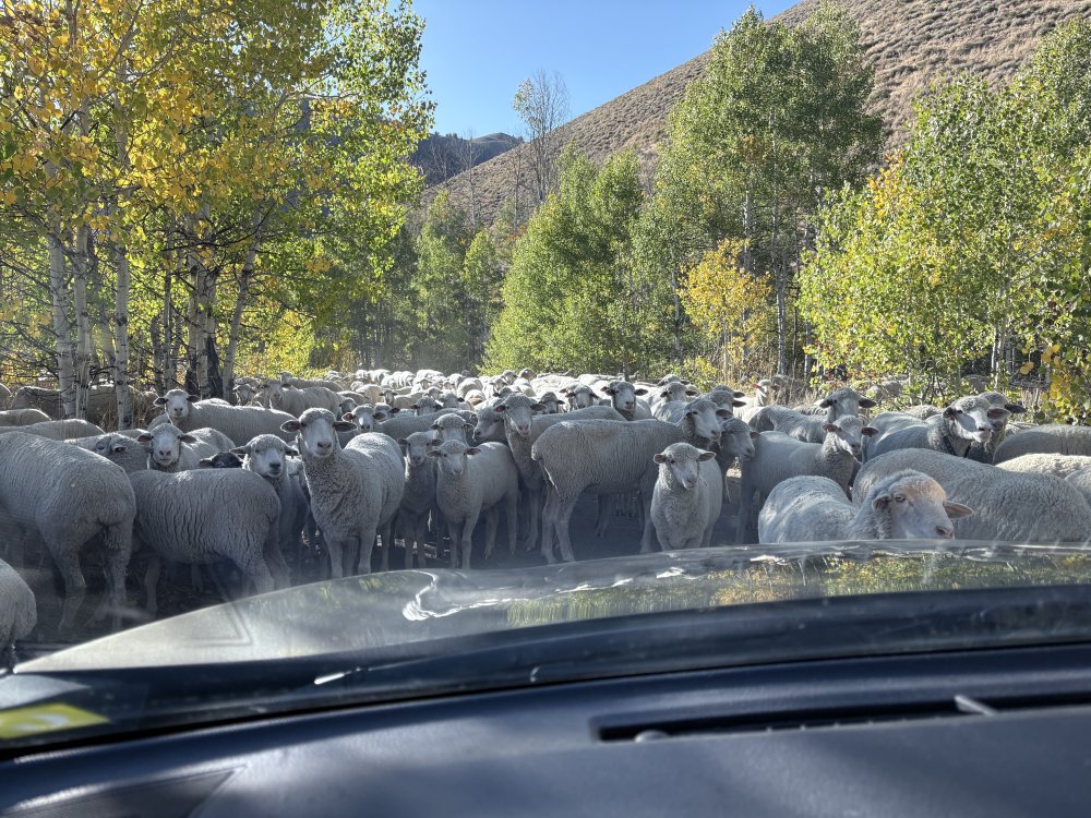 sheep