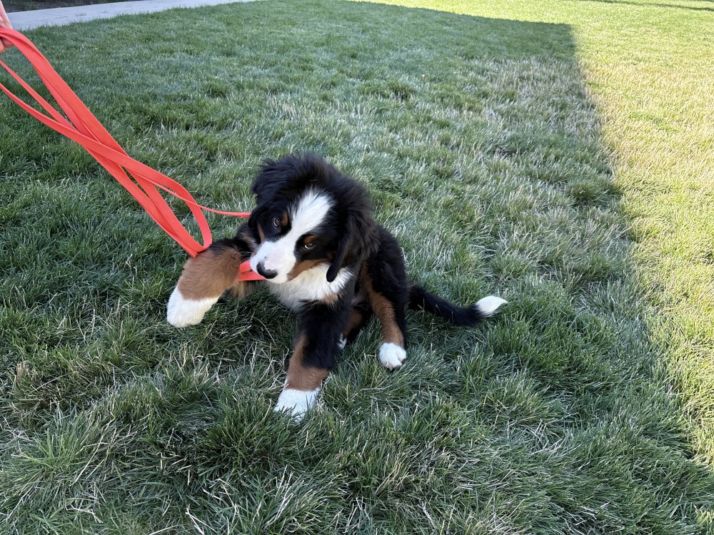 puppy